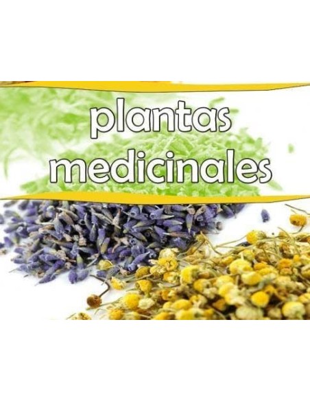 EPILOBIO PLANTA PINISAN